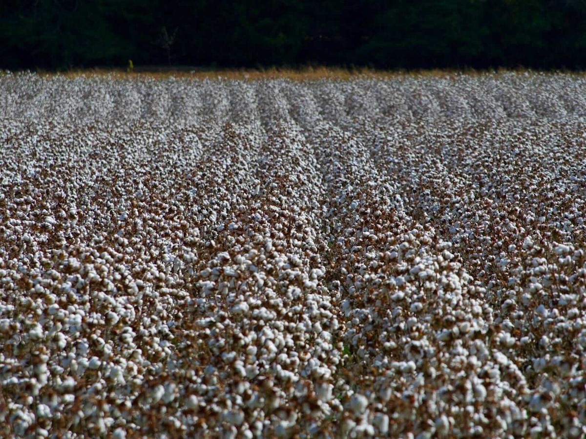 Cotton Rallying on Monday